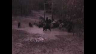 preview picture of video '2B hog hunting 2013'