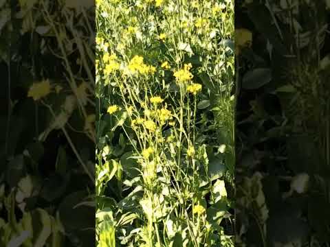 #flowers🌹 🌺 🌹 🌺 #shorts