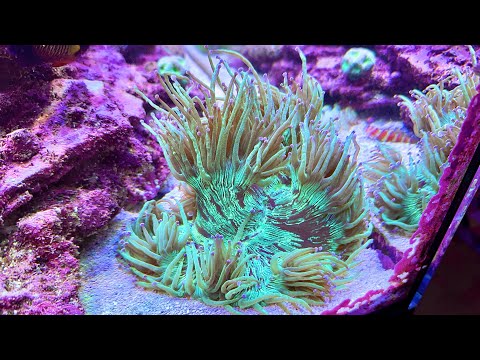 Explained: Elegance Coral Care - Lighting, Flow, & Positioning