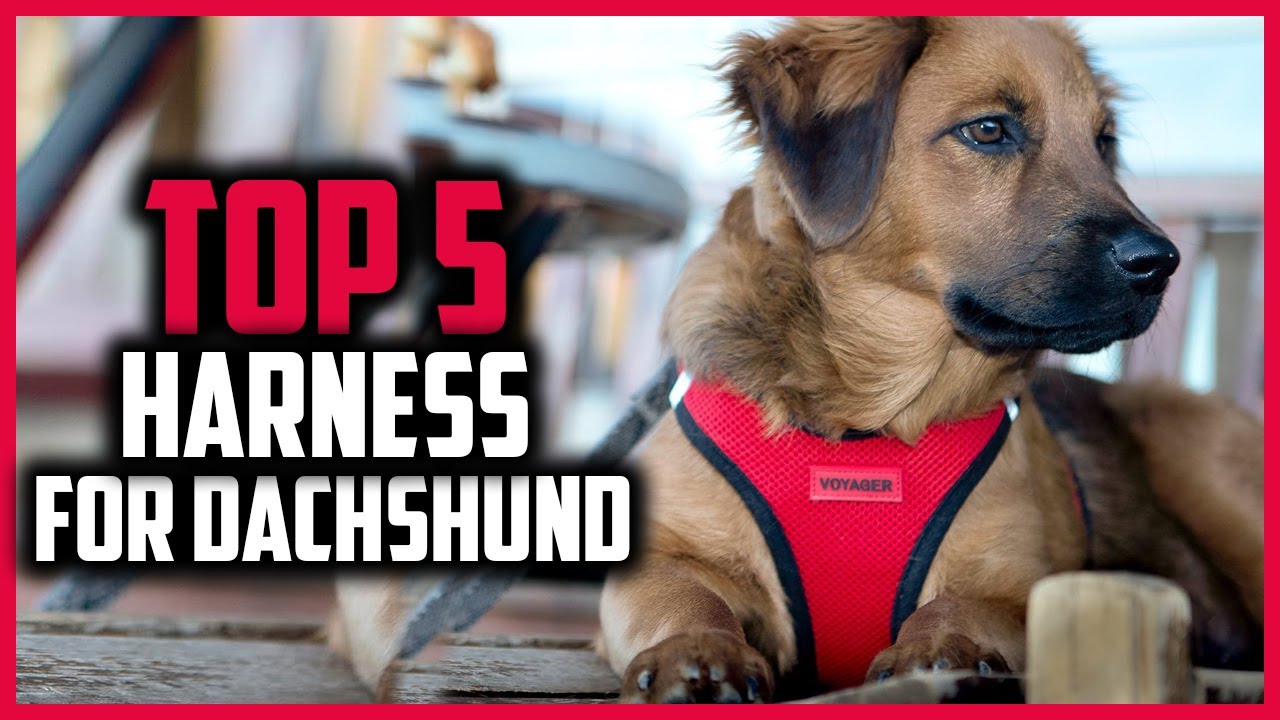 Watch video ✅Top 5 Best Harness For Dachshund of 2022 Now ✅Top 5 Best Harness For Dachshund of 2022