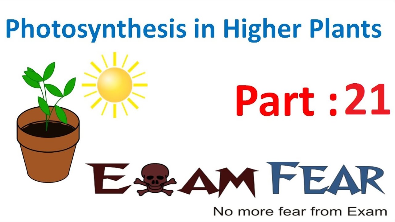 Biology Photosynthesis in Higher Plants Part 21 (C4 plants pathway) CBSE class 11 XI