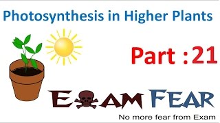 Biology Photosynthesis in Higher Plants Part 21 (C4 plants pathway) CBSE class 11 XI