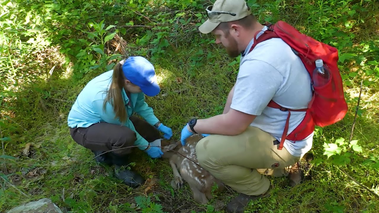 Kentucky Elk Calves Mortality Study