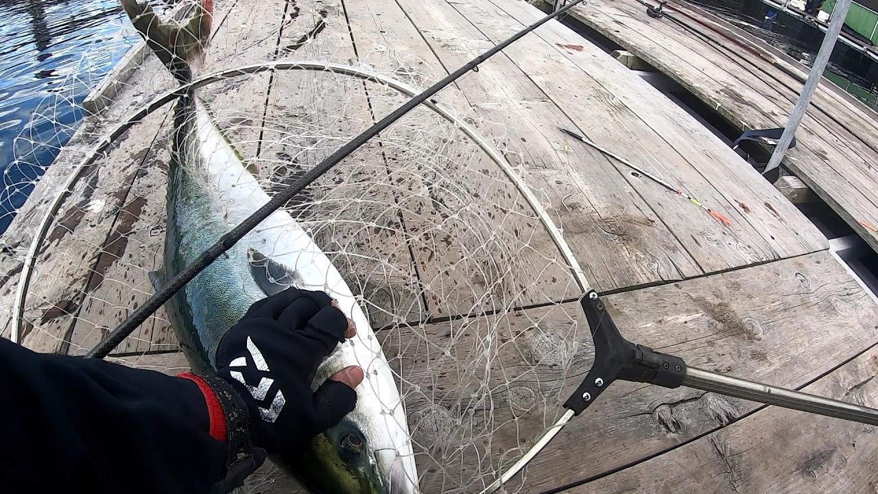 リアルベイトシリーズで青物を狙う！あなたに逢い鯛。釣り堀