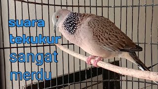 Suara pancinggan tekukur kuk 2. Suara pancinggan tekukur kuk 2.