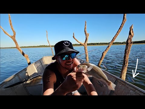 Pescaria no Batelão em Cardoso SP - PRIMEIRA ISCA JÁ VEIO CORVINA