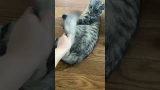 タマ