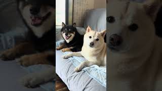 もこもこだけど、暑くないのかな？🤣 #柴犬 #犬 #豆柴  #shiba