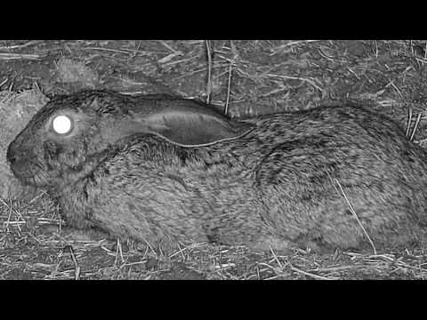 Djuma: Scrub Hare spooked by lone Hyena maybe? - 00:50 - 08/26/19