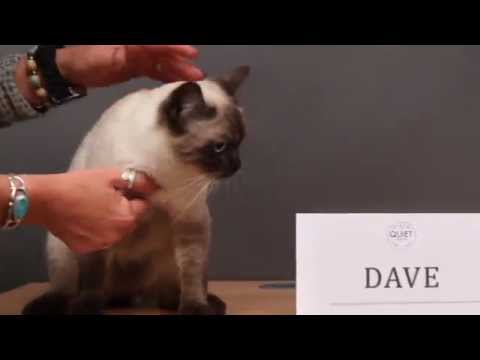 Cat casting session | Malcolm the Cat