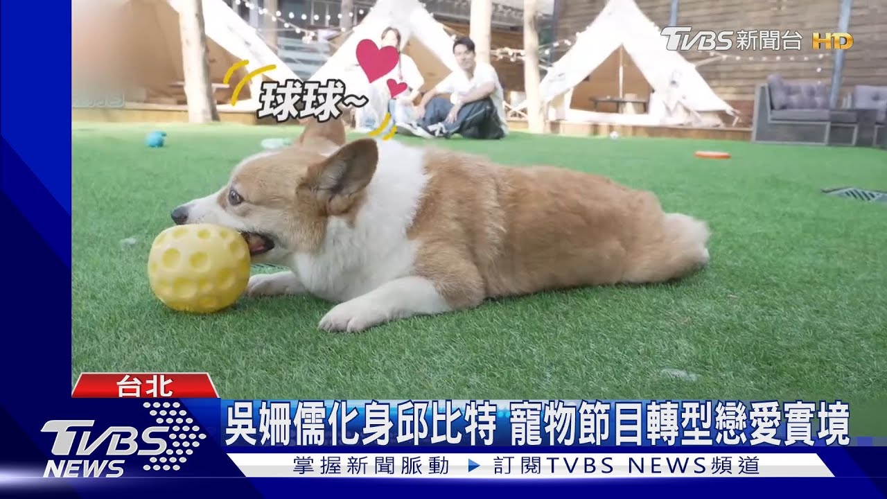 《萌寵明星粗乃玩》第四季起跑! 吳姍儒化身愛神丘比特「戀愛實境」