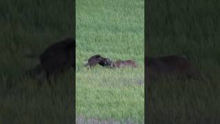 SCHWERE Jagd auf Muffelwild - heute um 19 Uhr auf Hunt on Demand!🌿🎥 #jagd #copterpro