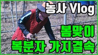 농사vlog 유기농복분자 가지 결속 및 잡초제거
