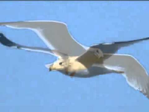 DEVIS XHERAHU & KORI KARAKTERISTIK LIRA  - NJE ZOG I VOGEL (Official Video)