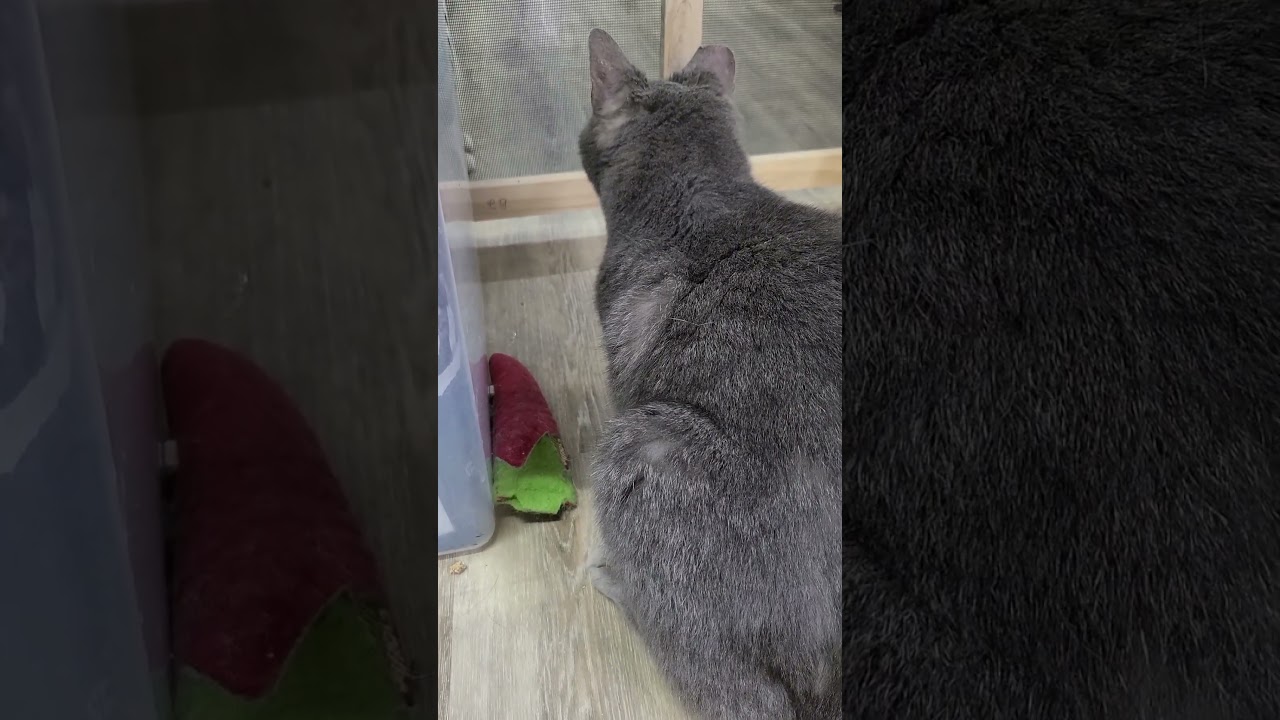 Dinero (Fat Head), a Adoptable Domestic Short Hair in Reisterstown, MD video 6/6