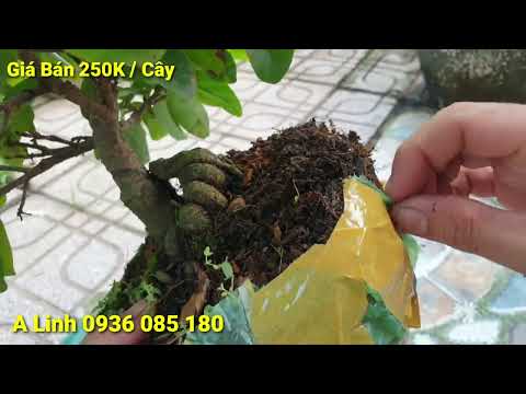 1500 Cây Mai Phú Tân - 250K/ Cây - Cách Thay Chậu Cây Mới Mua Về