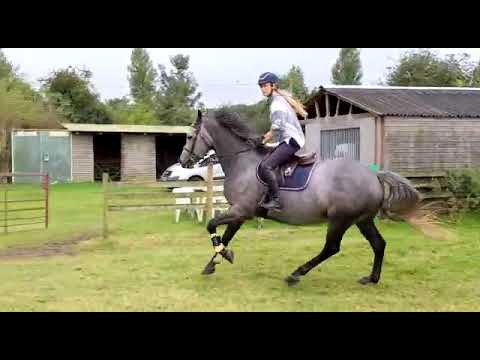Marsh Ponies lecarrow Belle Noir training at home