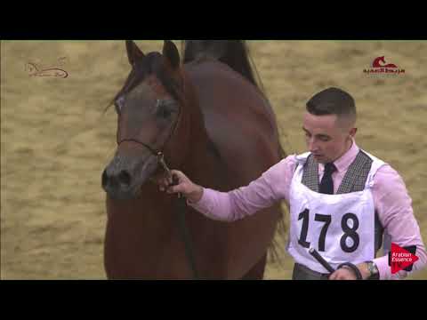 N178 GAZWAN AL NASSER - 2019 Al Shaqab Arabian Horse Show Festival - 7 years old and older stall...