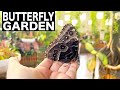 Dubai Butterfly Garden 4K Dubai Tourist Attraction