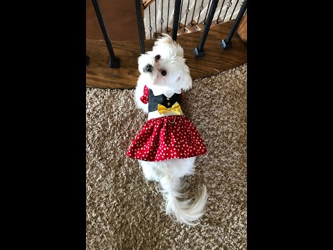 Making the Mouse Dress Dog Outfit with DCE Doggie