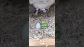 TWISTY EASTER EGG HUNT