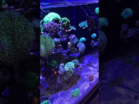 Visita a loja Ecomarine em São Paulo. Aquários e grande variedade de peixes #aquarium #curiosidades