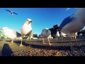 Feeding Seagulls