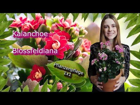 , title : 'Kalanchoe blossfeldiana, das flammende Käthchen | Pflanzenpflege 1x1'
