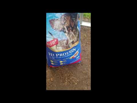 download lagu mp3 mp4 27 Protein Dog Food, download lagu 27 Protein Dog Food gratis, unduh video klip 27 Protein Dog Food