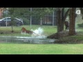 Tigers in America