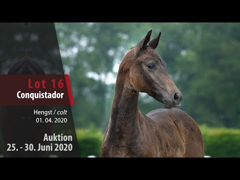 Online Auktion 25. - 30. Juni 2020: Lot 16 Conquistador Hengst v. Conthargos - Cornet Obolensky