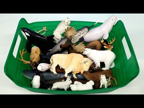 Polar, Tundra and Antartica Animal  Toy Figurines Collection