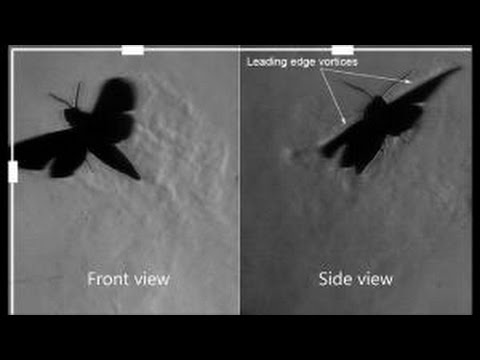 High speed schlieren photography on a free flying hawkmoth