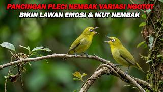 Download lagu PANCINGAN PLECI NEMBAK VARIASI WIT WIT WIT TULIT TULIT, BIKIN LAWAN NGOTOT DAN NEMBAK mp3 Download lagu PANCINGAN PLECI NEMBAK VARIASI WIT WIT WIT TULIT TULIT, BIKIN LAWAN NGOTOT DAN NEMBAK mp3