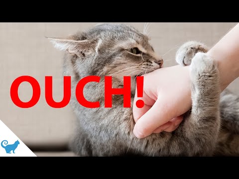 How to STOP cat Biting when petting [Petting Induced Aggression]