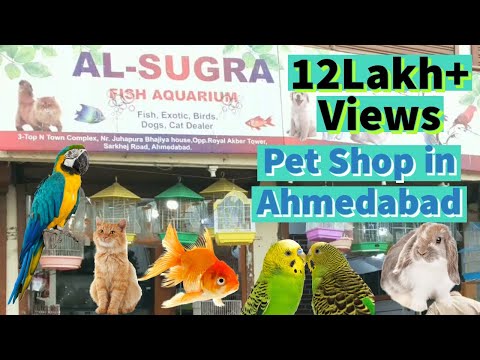 download lagu mp3 mp4 Dog Cat Shop, download lagu Dog Cat Shop gratis, unduh video klip Dog Cat Shop