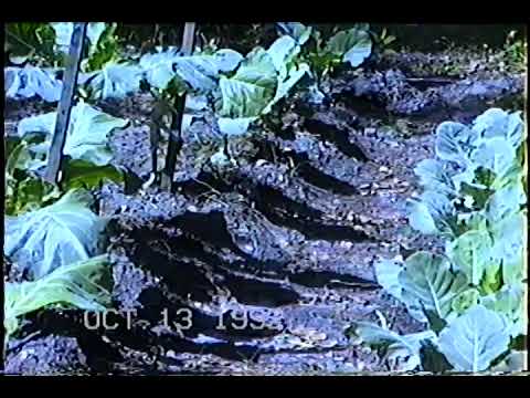 Fall Garden - 1992