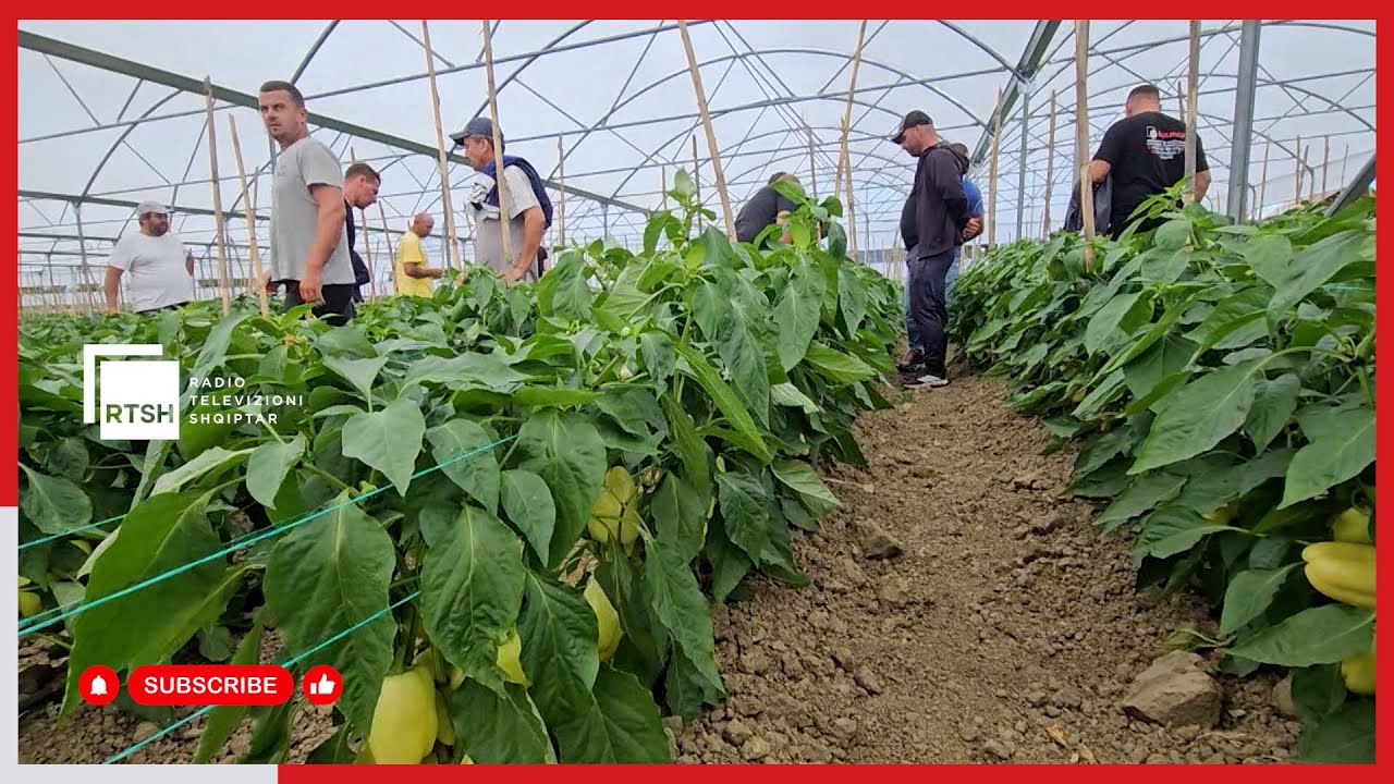 Pesticidet, prodhimi po bllokohet në serra. Fermerët të pakënaqur me grumbulluesit