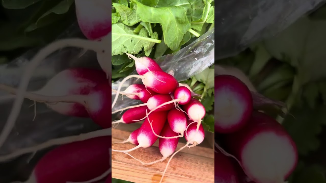 Spring CSA week 4 2024