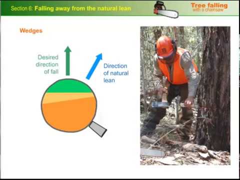 Falling trees away from their natural lean using a chainsaw