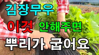 김장무솎아주기 북주기작업 / 잘 자라는 무우 솎아줬어요. 김장무재배 김장무키우기