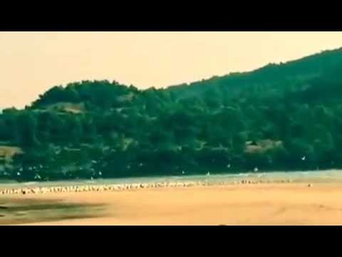 Shrivardhan beach-Birds