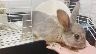 手からエサを食べる子うさぎ【ネザーランドドワーフ】