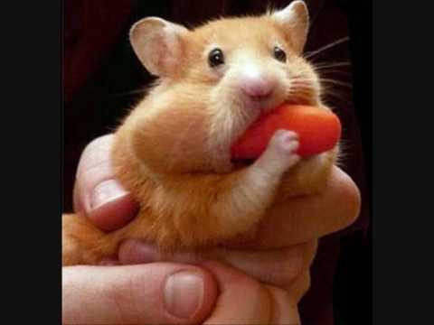 El Reno Renardo - Tu Hamster