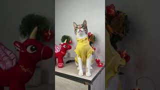 Karen, Qué fue? - TQG