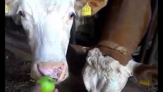 preview picture of video 'Milk cow is eating apple - Farm Animals Video-Clip'