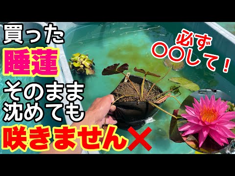 庭のスイレン 植物