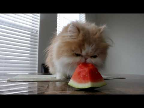Funny animal videos - Kitty and puppies eating watermelon