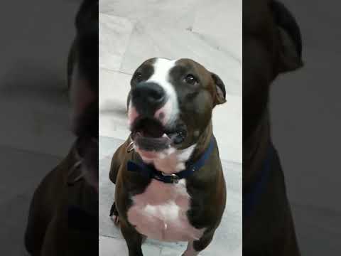 Pitbull dog are very pretty dog...#pitbull #dogspeaking #familypitbulldog #funnyvideo