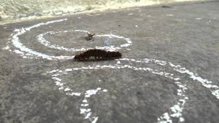 preview picture of video 'A Hairy Caterpillar(Gongali-purugu) video by Samsung Galaxy S2 HD Video'